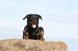 BEAUCERON - PUPPIES 025